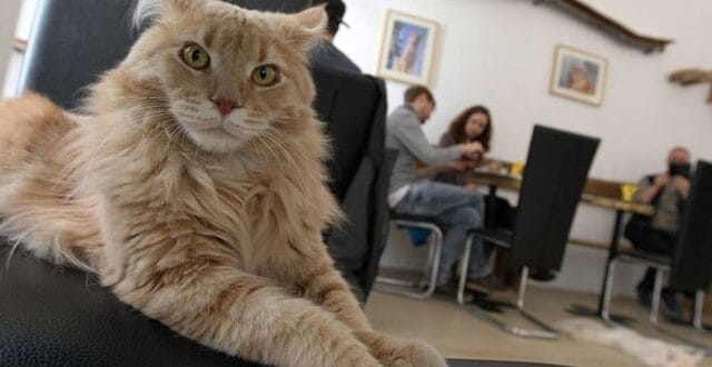 مشروع جديد مقاهي الحيوانات الأليفة لمربي القطط او الكلاب "Animal Cafe"